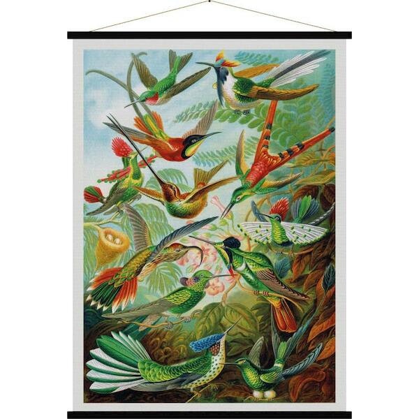 Kolibries / Trochilidae wandkaart - (ISBN 5407004630830)